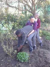 kids trying to pull out a root of alfalfa / Kinder, die versuchen die Wurzel eines Alfalfa rauszuziehen